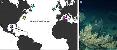 Phylogeography of Paramuricea: The Role of Depth and Water Mass in the Evolution and Distribution of Deep-Sea Corals